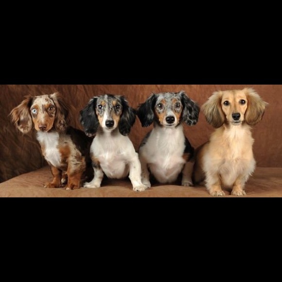 Meet your Posher, Danielle - Picture 2 of 7